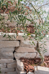 Young olive tree in garden next to the white stone wall on a sunny summer day
