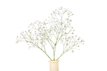 Gypsophila flowers in vase isolated on white background