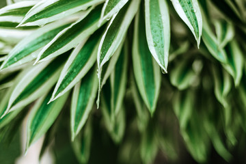 Creative nature layout made of tropical leaves and flowers. Summer concept.