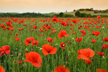 spectacular Tuscany spring landscape with red poppies in a green wheat field, near Monteroni d'Arbia, (Siena) Tuscany. Italy, Europe.