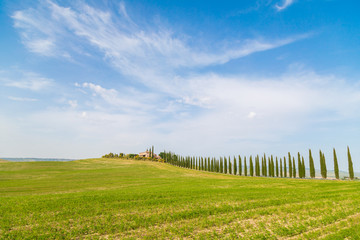 Val d'Orcia in Toscana, vista delle infinite valli verdi e d'orate di grano tra i colli senesi.