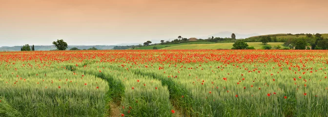 Poster spectaculaire Toscane lente landschap met rode klaprozen in een groen tarweveld, in de buurt van Monteroni d& 39 Arbia, (Siena) Toscane. Italië, Europa. © Dan74
