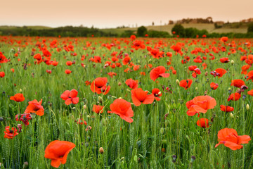 spectacular Tuscany spring landscape with red poppies in a green wheat field, near Monteroni d'Arbia, (Siena) Tuscany. Italy, Europe.