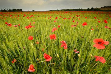 spectacular field of red poppies in a wheat field with cloudy sky in Tuscany near Monteroni d'Arbia (Siena). Italy.