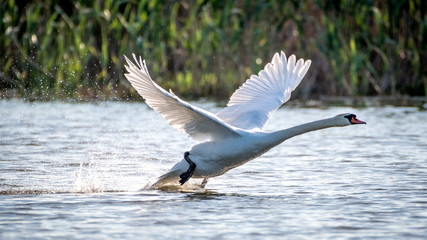 Isolated white mute swan taking off in the wild- Danube Delta Romania 