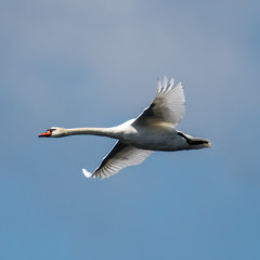 Isolated close up of Mute Swan flying across clear sky- Danube Delta Romania