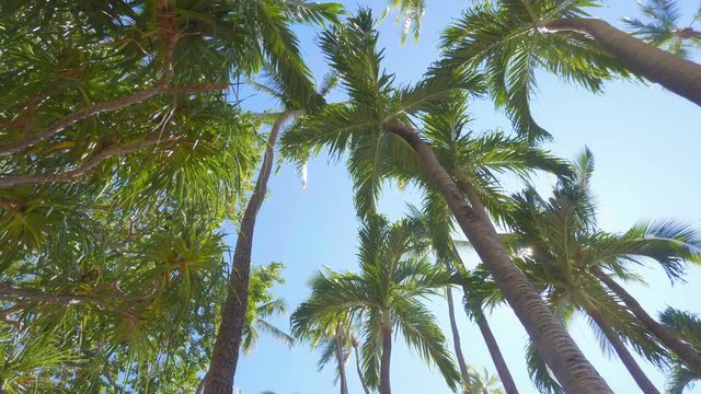 Spinning under palm trees in 4k slow motion 60fps