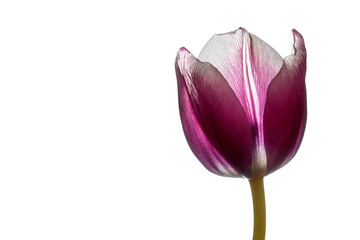 Tulip flower. Easter or Valentine's day greeting card. Isolated on white background 