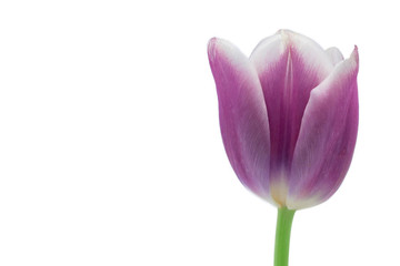 Tulip flower. Easter or Valentine's day greeting card. Isolated on white background 