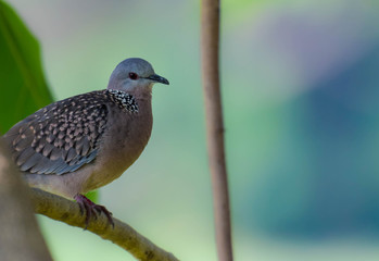 Spotted Dove