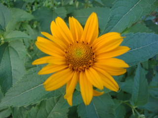 yellow flower