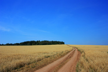 Fototapeta na wymiar Country dirt road in a wheat field