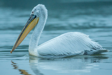Isolated White Pelican in the wild- Danube Delta Romania
