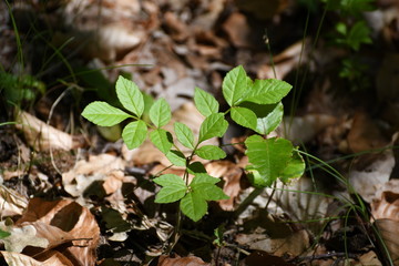 Plante de forêt