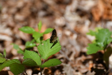 Papillon à l'orée des bois