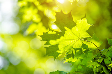 Green nature background with maple leaves 