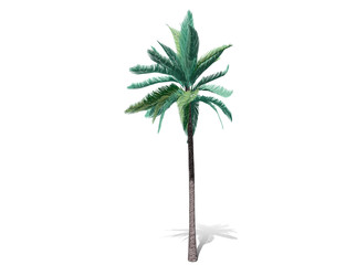 3D rendering - A tall palm tree  isolated over a white background. Suitable for use in architectural design or Decoration work. Used with natural articles both on print and website, 3D illustration. 