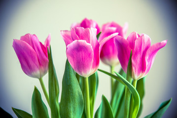 Bouquet of pink tulips on white background 