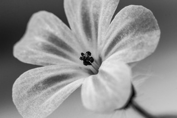 Fototapeta na wymiar Flowers close up beautifull macro photography