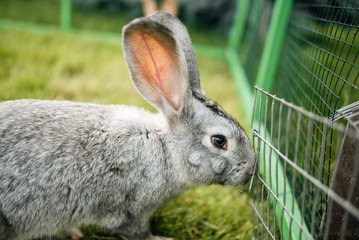Rabbit in farm cage or hutch. Breeding rabbits concept