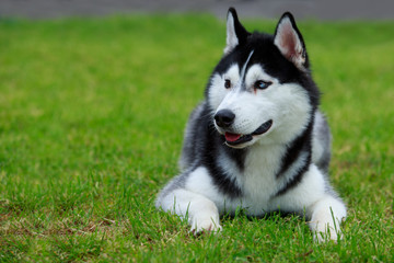 Dog breed Siberian husky