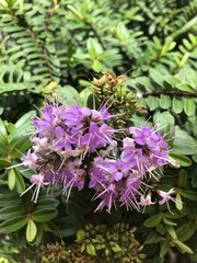 flowers in the garden
