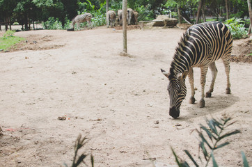 Zebra stance and bend down on nature background.