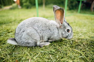 Rabbit in farm cage or hutch. Breeding rabbits concept