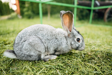 Rabbit in farm cage or hutch. Breeding rabbits concept