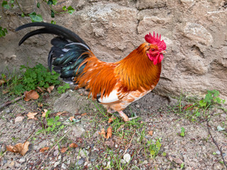 Free-range rooster, free-roaming in the farmyard in search of food.