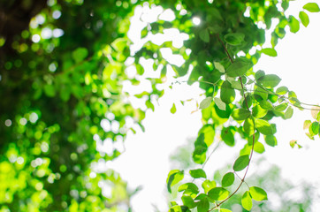 Green leaves on tree and bright white background.