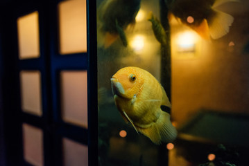 Tropical fish swims in the water of the aquarium. Beautiful background of the underwater world.