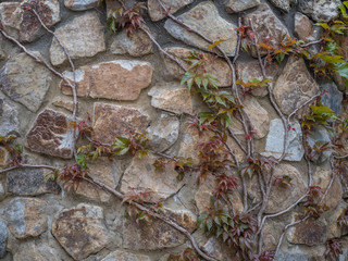 Close up View of an Ivy Branches with Red Leaves on a Stone Wall