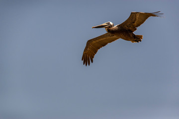 California Brown Pelican Soars at Torrey Pines