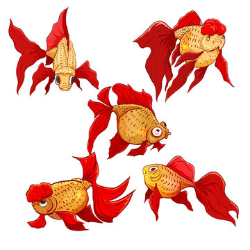 Vector hand drawn set of goldfish. Calico goldfish, lionhead goldfish, cometas goldfish.