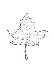 Naklejka premium Black and white illustration of maple leaf on a white background