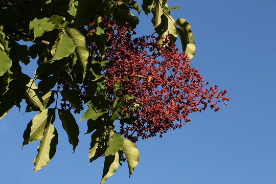 Früchte des Bienenbaumes, Tetradium daniellii
