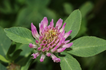 Blüte des roten Klees, Rotklee, Trifolium pratense