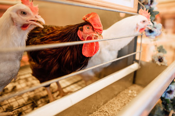 chicken in cages of an industrial farm, growing chickens in the village
