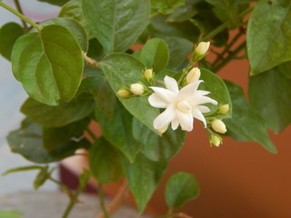 Beautiful Jasmine Flowers and leaves