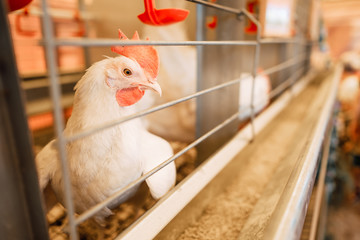chicken in cage close-up, hens on the farm