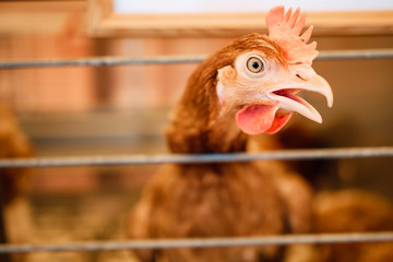 chicken in cage close-up, hens on the farm
