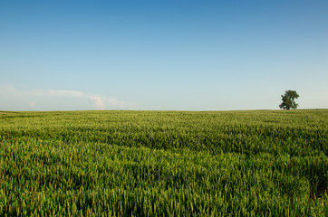 wheat on the blue sky background. green wheat field and sunny day