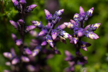 Flowers close up beautifull macro photography