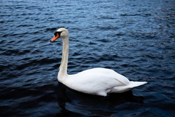 Fototapeta premium Beautiful white swan on a blue lake