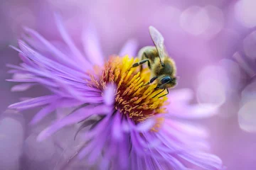 Papier Peint photo autocollant Abeille abeille sur une fleur violette