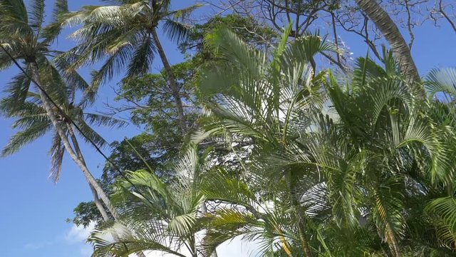 Driving under palm trees in slow motion 180fps