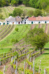 Fototapeta na wymiar wine cellars with vineyards, Galgenberg, Lower Austria, Austria