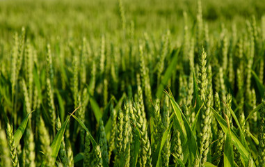 Obraz premium wheat on the blue sky background. green wheat field and sunny day