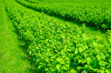 Field is planted with rows of bushes of black currant. Agriculture. Growing berries.